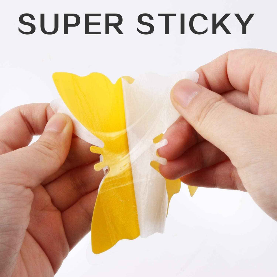 Yello Sticky Fruit Fly and Fungus Gnat Traps 36 Pack No Harm and Odorless for Indoor Outdoor Use Protect Plants