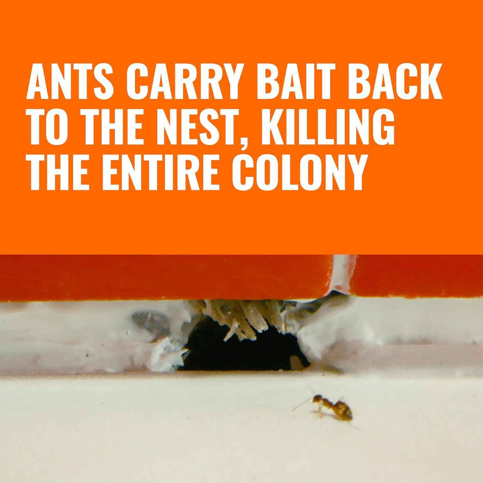 TERRO Liquid Ant Killer Bait Stations T300-3SR, 18 Count, Effective Indoor Ant Control for Sugar Ants