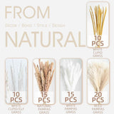 70PCS natural dried pampas grass boho home decor bouquet phragmites dried flowers bouquet