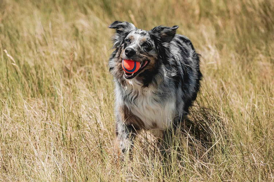 chuckit ultra ball dog toy - medium bouncy fetch balls for dogs 20-60 lbs - made from durable rubber